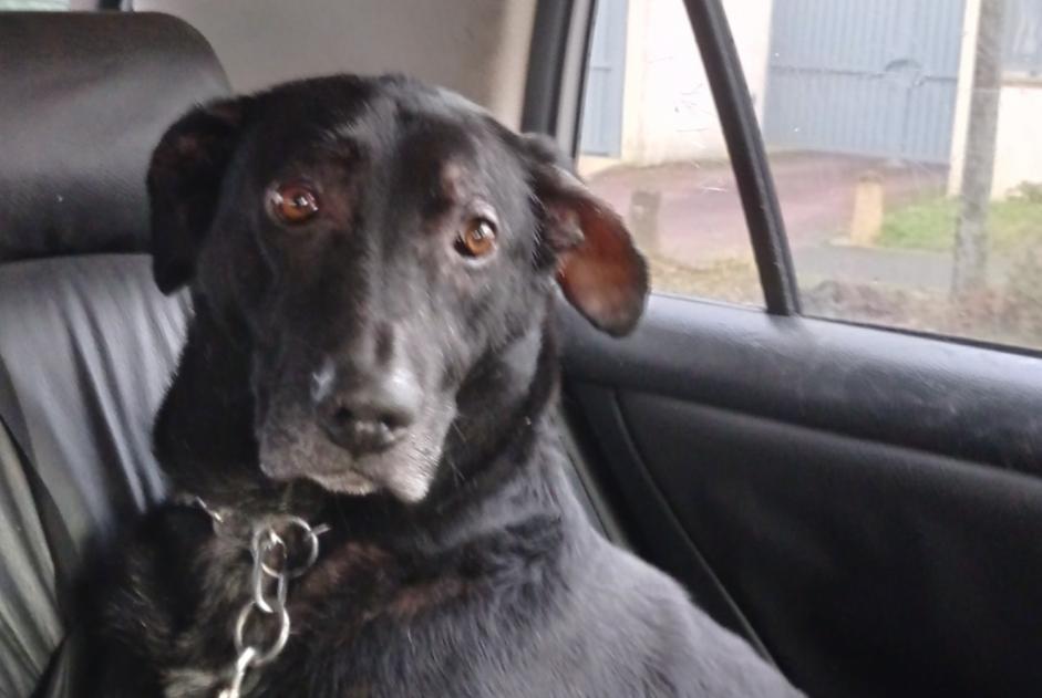 Vermisstmeldung Hund rassenmischung Männliche , 8 jahre Avrainville Frankreich Vermisstmeldung Hund rassenmischung Männliche , 8 jahre Avrainville Frankreich