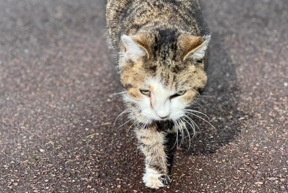 Fundmeldung Katze Unbekannt , Zwischen 9 und 12 Monaten Chilly-Mazarin Frankreich