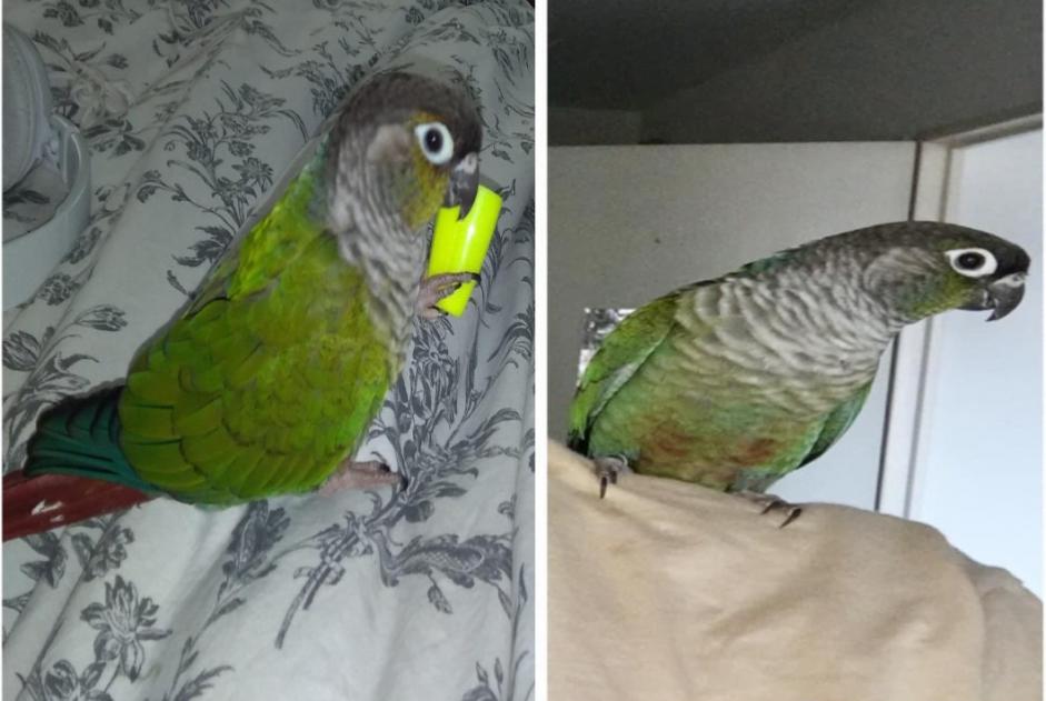 Disappearance alert Bird Female , 2024 years Vallauris France