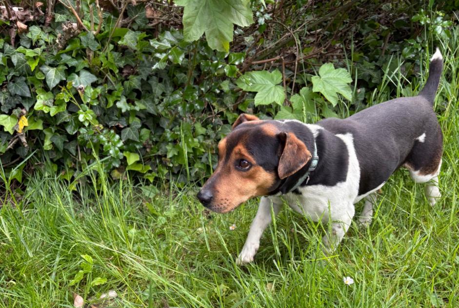 Discovery alert Dog miscegenation Male Breuillet France