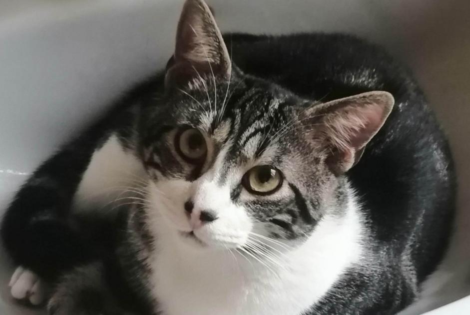 Alerte Disparition Chat Mâle , 1 ans Linas France