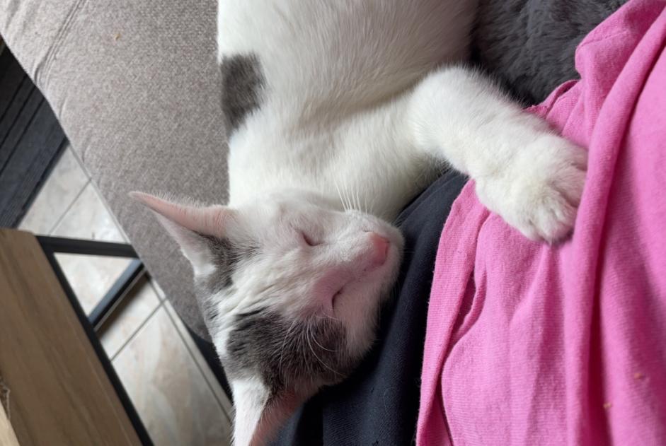 Alerte Disparition Chat  Mâle , 1 ans Brunoy France