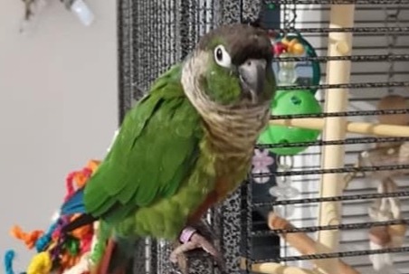 Alerte Disparition Oiseau Mâle , 2021 ans Quincy-sous-Sénart France Alerte Disparition Oiseau Mâle , 2021 ans Quincy-sous-Sénart France