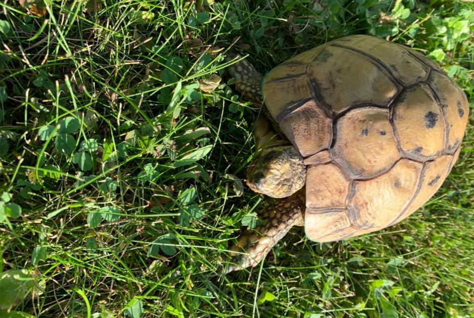 Alerte Disparition Tortue Femelle , 2023 ans Milly-la-Forêt France