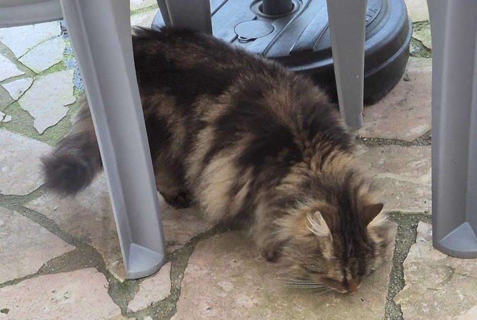 Ontdekkingsalarm Kat Onbekend Brunoy Frankrijk Ontdekkingsalarm Kat Onbekend Brunoy Frankrijk